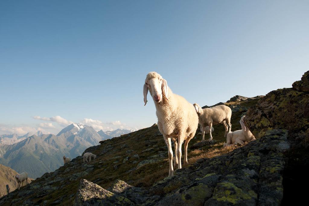Alpenpension Pfurtscheller نيوستيف ام ستوبيتا المظهر الخارجي الصورة